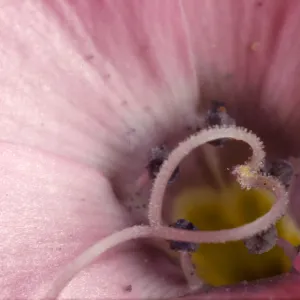 Gilia species