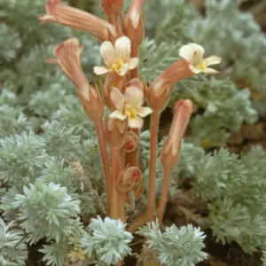 Orobanche fasciculata, Clustered Broomrape