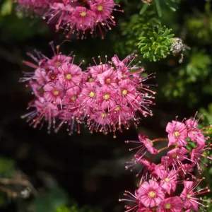 Phyllodoce breweri, Red Mountain Heather