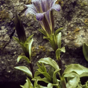 Gentiana newberryi, Newberry's Gentian