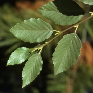 Alnus tenuifolia, Mountain Alder