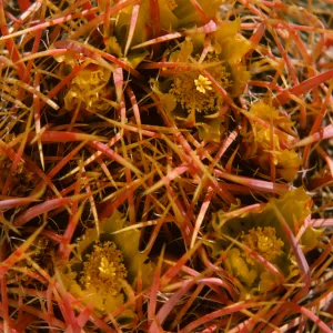 Ferocactus acanthodes, Barrel Cactus