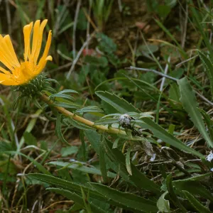 Grindelia sp