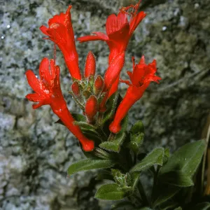 Zauschneria californica, California Fuchsia