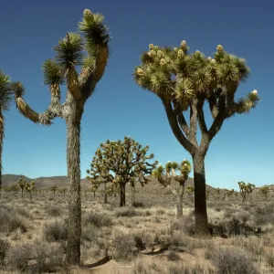 Yucca brevifolia, Joshua Tree