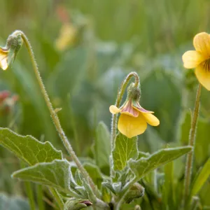 Viola purpurea, Mountain Violet