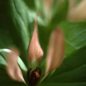 Trillium chloropetalum