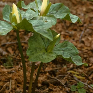 Trillium chloropetalum