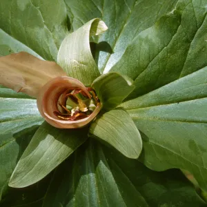 Trillium chloropetalum