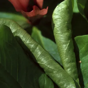 Trillium chloropetalum