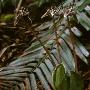 Scoliopus bigelovii, Fetid Adder's Tongue