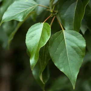 Populus trichocarpa, Black Cottonwood