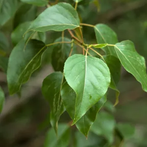 Populus trichocarpa, Black Cottonwood