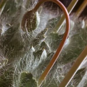 Arctomecon merriami, Bear Poppy