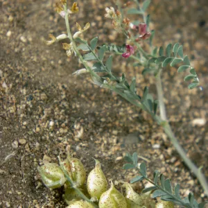 Astragalus lentiginosus