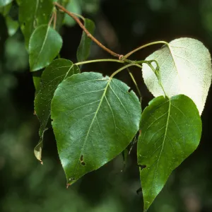 Populus trichocarpa, Black Cottonwood