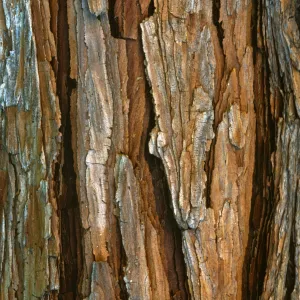 Calocedrus decurrens