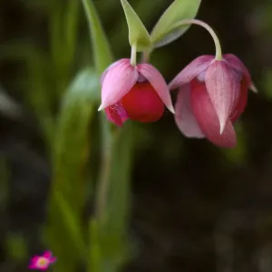 Calochortus amoenus