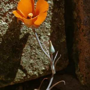 Calochortus kennedyi