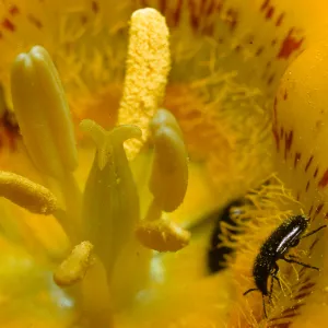 Calochortus luteus