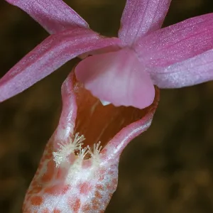 Calypso bulbosa