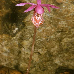 Calypso bulbosa