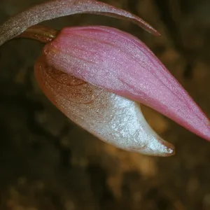 Calypso bulbosa
