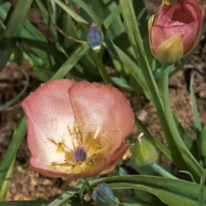 Calochortus uniflorus