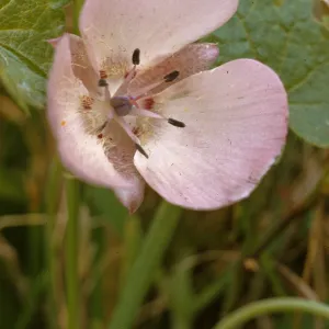 Calochortus uniflorus
