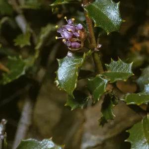 Ceanothus jepsonii