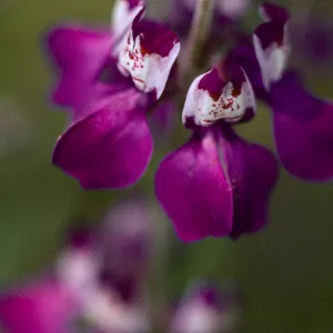 Collinsia heterophylla