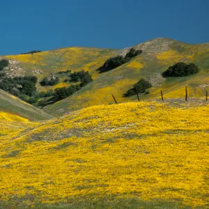 field of Coreopsis
