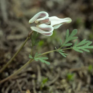 Dicentra uniflora