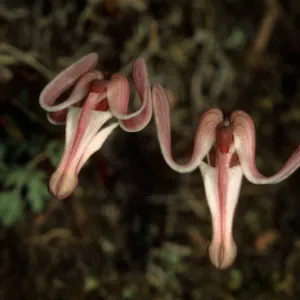 Dicentra uniflora