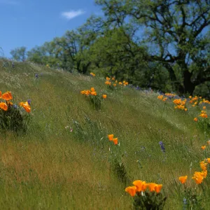 Eschscholzia californica