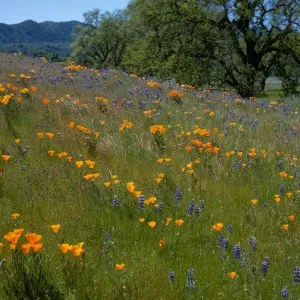Eschscholzia californica, Lupinus nanus