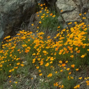 Eschscholzia californica