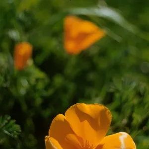 Eschscholzia californica