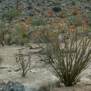 Fouquieria splendens