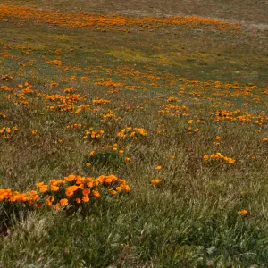 Eschscholzia californica