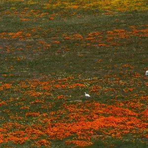 Eschscholzia californica with egrets