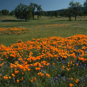Eschscholzia californica