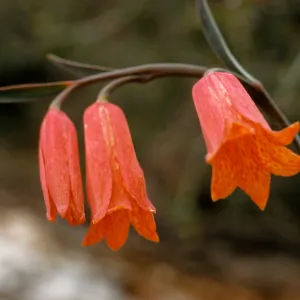 Fritillaria recurva