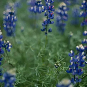 Lupinus sp. (Lupine)