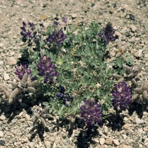 Lupinus sp. (Lupine)