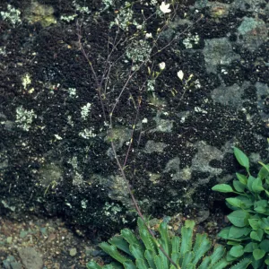 Lewisia cantelovii