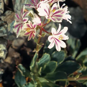 Lewisia cotyledon