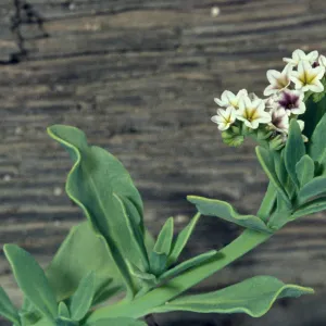 Heliotropium curassavicus var. oculatum