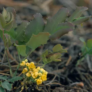 Mahonia repens