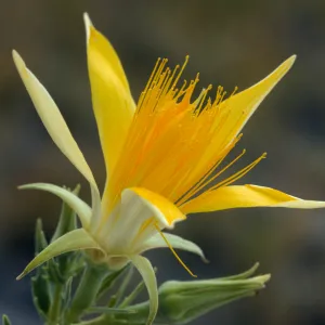 Mentzelia laevicaulis